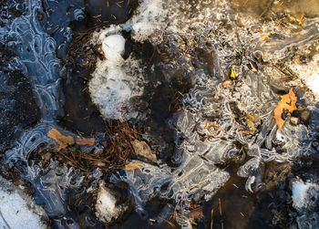 Full frame shot of leaves