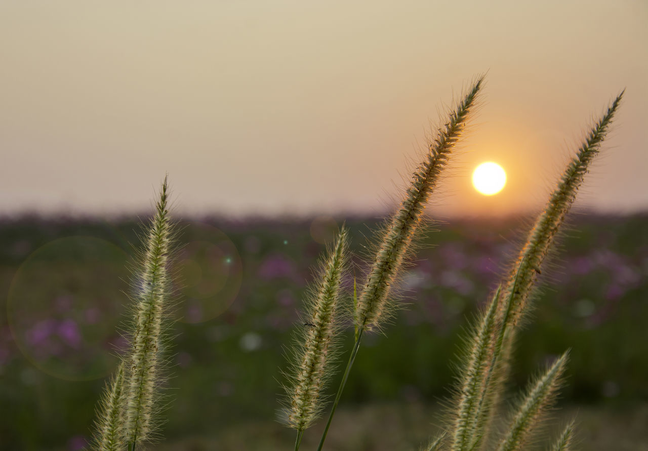 CLOSE-UP OF FLOWERING PLANT AGAINST SUNSET SKY