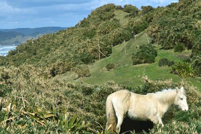 View of a horse on field