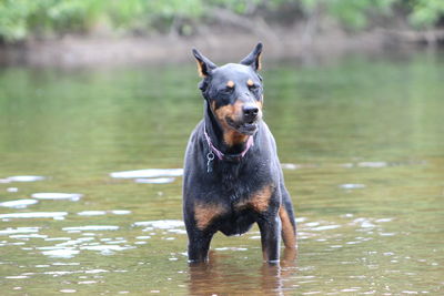 Dog in water