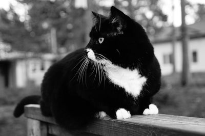 Close-up of a cat looking away