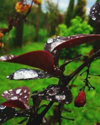 Close-up of red leaves