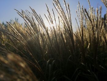 Close-up of stalks in field against sky