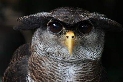 Close-up of owl