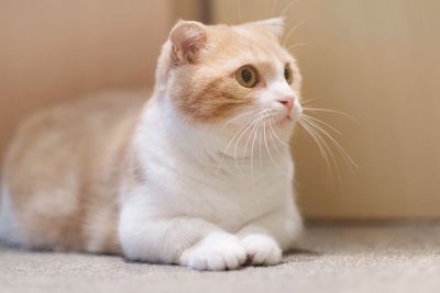 Close-up of a cat looking away