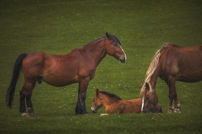 Brown horses on a green field free in nature.