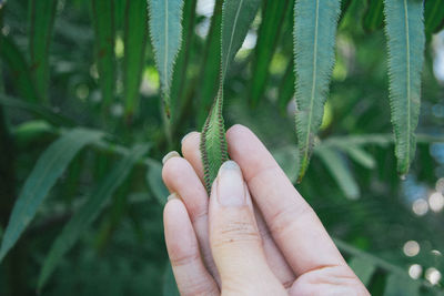 Close-up of hand holding plant