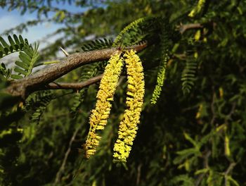 Close-up of yellow flower