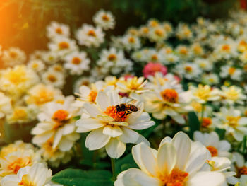 Close-up of bee pollinating on flower