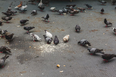 High angle view of pigeons on street