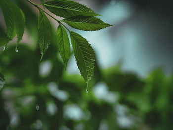 Close-up of green leaves on plant