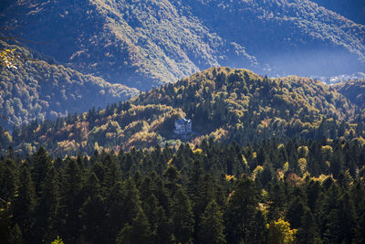 Scenic view of pine trees in forest