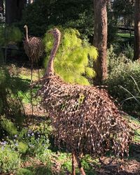 View of birds in forest