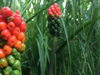 Close-up of red berries hanging on tree