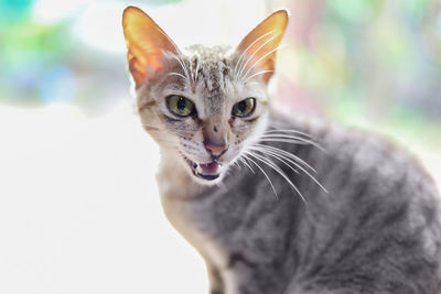 Close-up portrait of cat