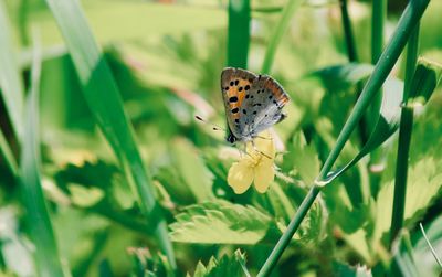 Close-up of butterfly pollinating on flower