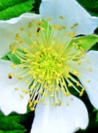 Close-up of white flowers