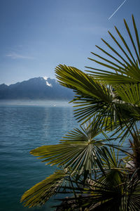 Palm tree by sea against sky