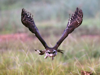 Close-up of eagle flying