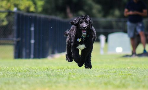 Portrait of a dog running on grass