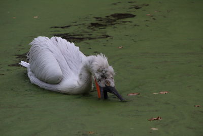 Birds in lake