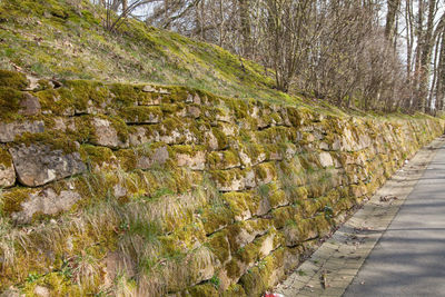 Plants growing on rocks against wall