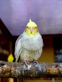 Close-up of parrot perching on wood