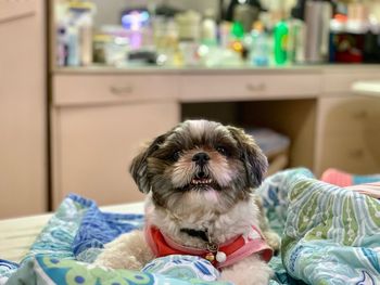 Portrait of dog relaxing on bed