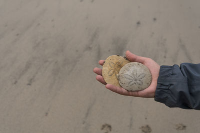 Cropped hand of man holding sand dollars at beach