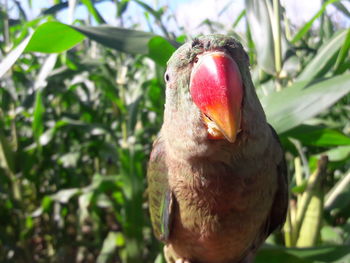 Close-up of parrot perching on tree