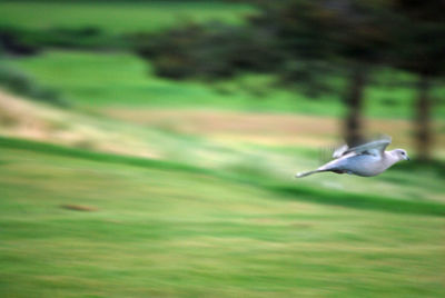 Bird flying in a field