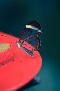 Close-up of insect against colored background