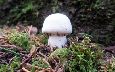 Close-up of mushrooms growing in forest