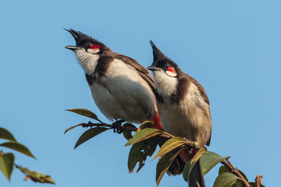 Low angle view of birds perching on tree against clear blue sky