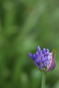 Close-up of flower blooming outdoors