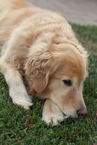 Close-up of dog lying on field