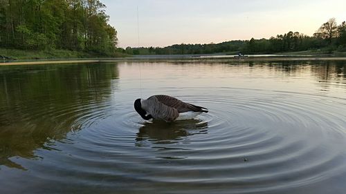 View of birds in water