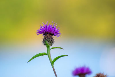 Close-up of purple flowering plant against sky