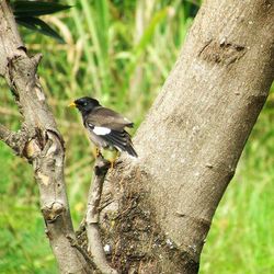 Bird perching on tree trunk