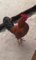 Close-up of rooster