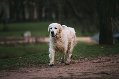 Portrait of dog running on field