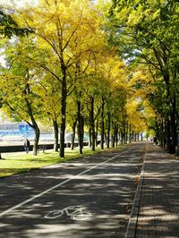 Road amidst trees in park during autumn