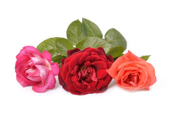 Close-up of roses against white background