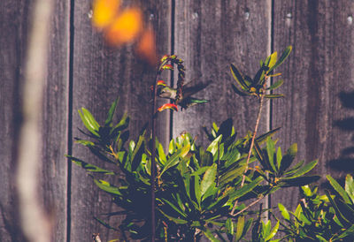 Close-up of lizard on plant