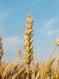 Close-up of stalks in field against sky