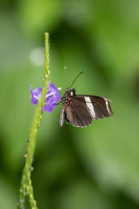 Close-up of butterfly pollinating on flower