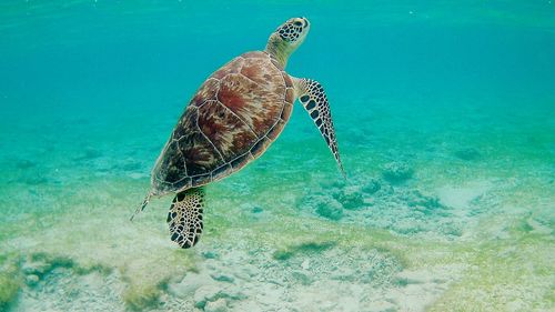 Close-up of turtle swimming in sea