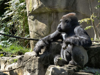 Monkey sitting on rock