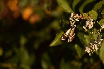 Close-up of butterfly pollinating on flower