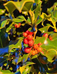 Close-up of red berries growing on tree